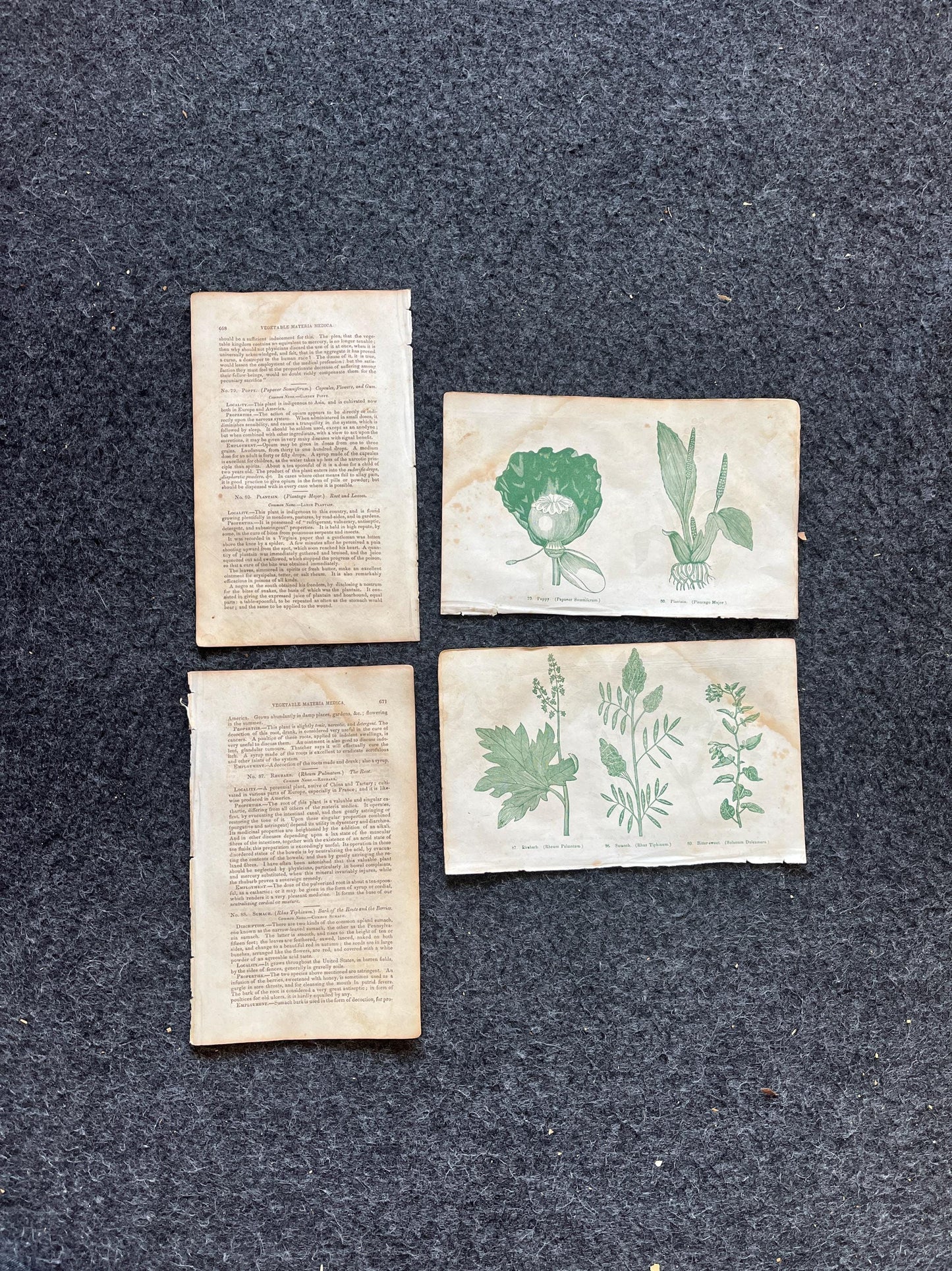 Original 1895 Botany Victorian Era Horticultural Gardening Pages, Plant Wall Decor, Gift for Her, Feminist Witch Gifts, Alternative Medicine
