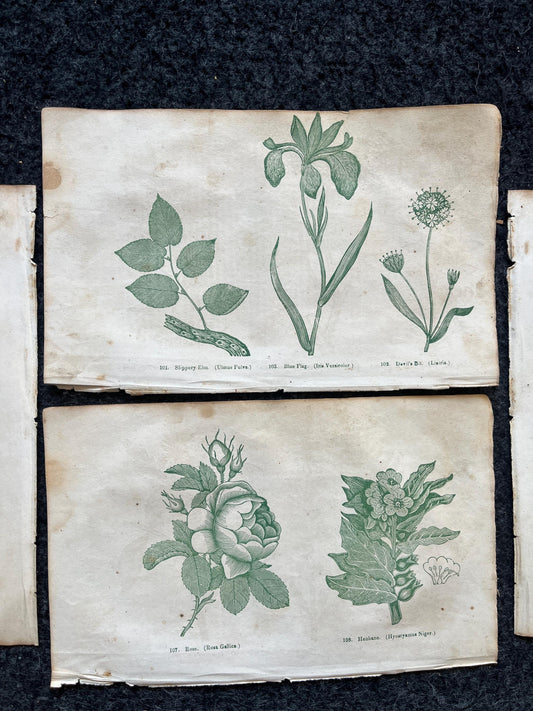 Original 1895 Botany Victorian Era Horticultural Gardening Pages, Plant Wall Decor, Gift for Her, Feminist Witch Gifts, Alternative Medicine