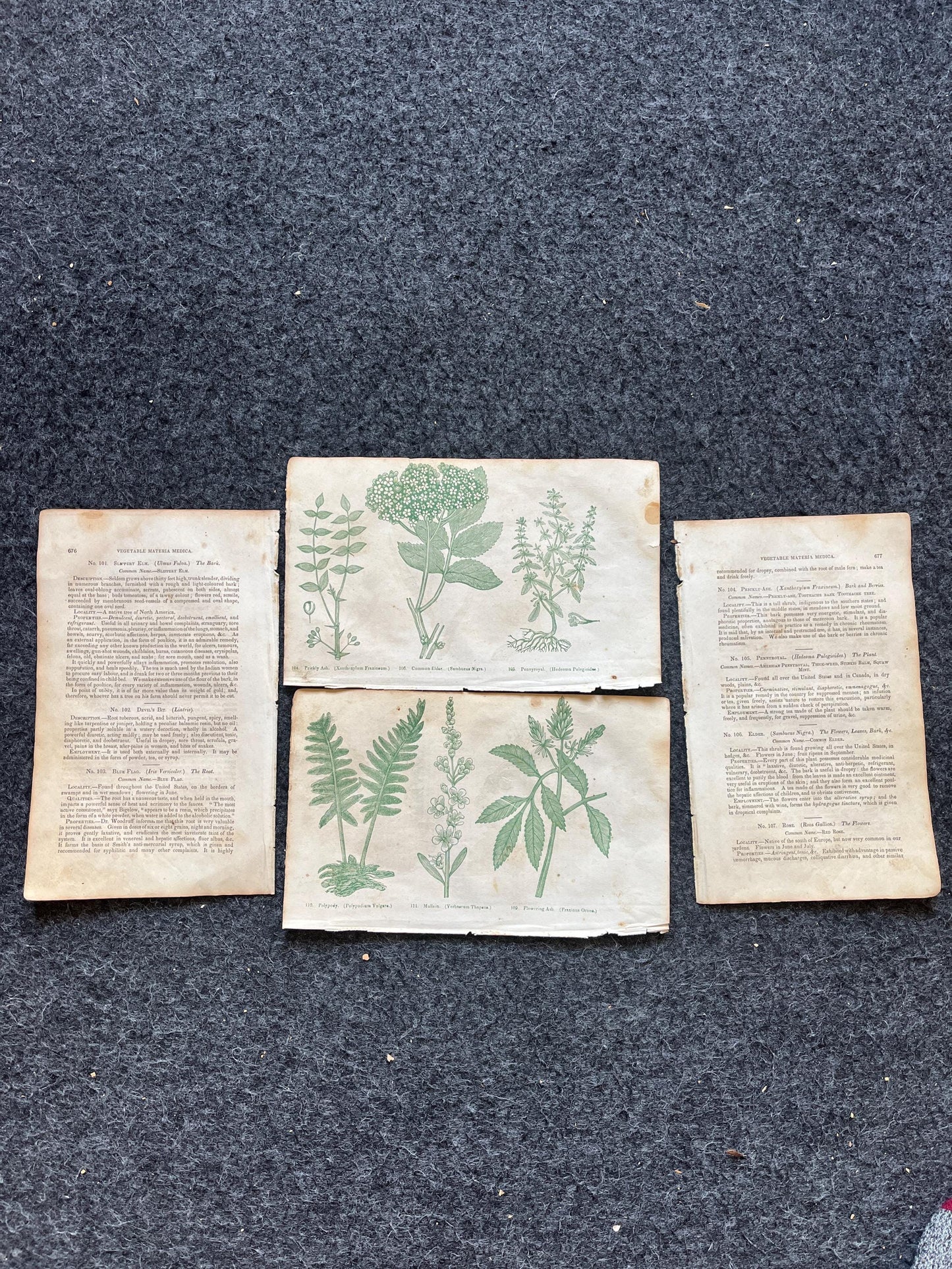 Original 1895 Botany Victorian Era Horticultural Gardening Pages, Plant Wall Decor, Gift for Her, Feminist Witch Gifts, Alternative Medicine