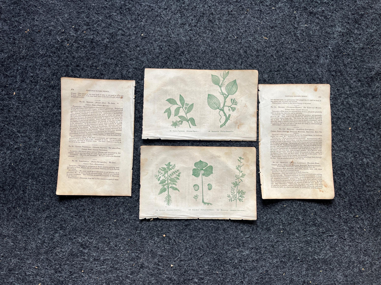 Original 1895 Botany Victorian Era Horticultural Gardening Pages, Plant Wall Decor, Gift for Her, Feminist Witch Gifts, Alternative Medicine