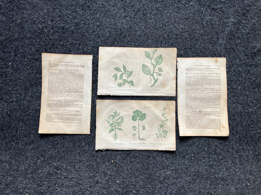 Original 1895 Botany Victorian Era Horticultural Gardening Pages, Plant Wall Decor, Gift for Her, Feminist Witch Gifts, Alternative Medicine