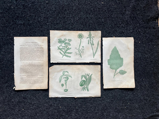 Original 1895 Botany Victorian Era Horticultural Gardening Pages, Plant Wall Decor, Gift for Her, Feminist Witch Gifts, Alternative Medicine