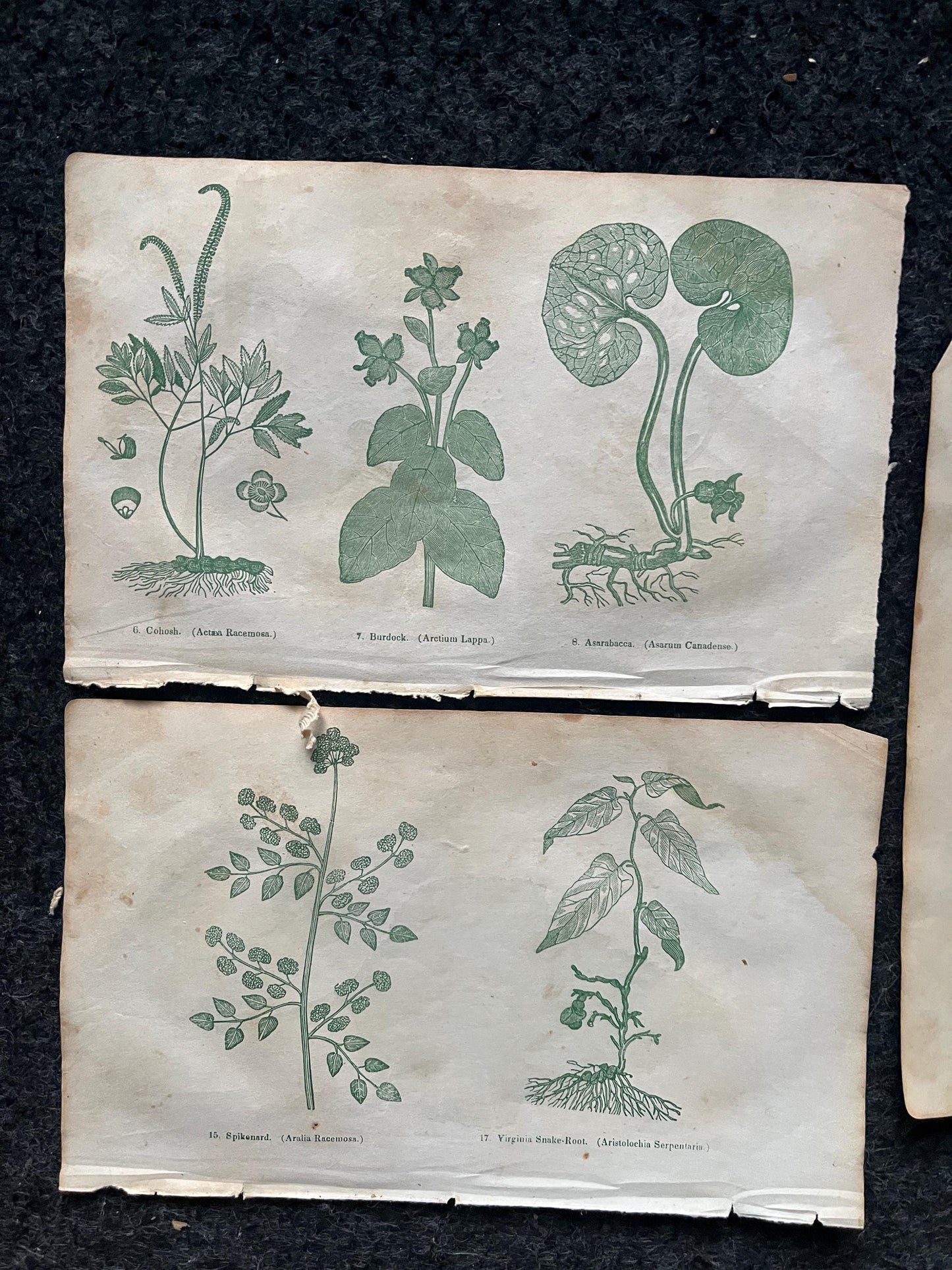 Original 1895 Botany Victorian Era Horticultural Gardening Pages, Plant Wall Decor, Gift for Her, Feminist Witch Gifts, Alternative Medicine