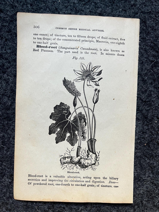 Original 1847 Botany Victorian Era Horticultural Gardening Pages, Plant Wall Decor, Gift for Her, Feminist Witch Gifts, Alternative Medicine