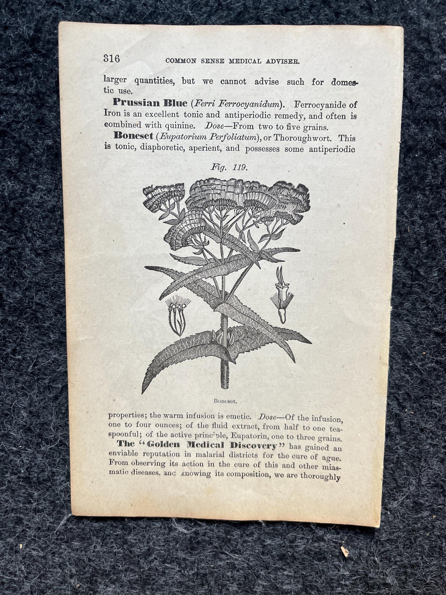 Original 1847 Botany Victorian Era Horticultural Gardening Pages, Plant Wall Decor, Gift for Her, Feminist Witch Gifts, Alternative Medicine