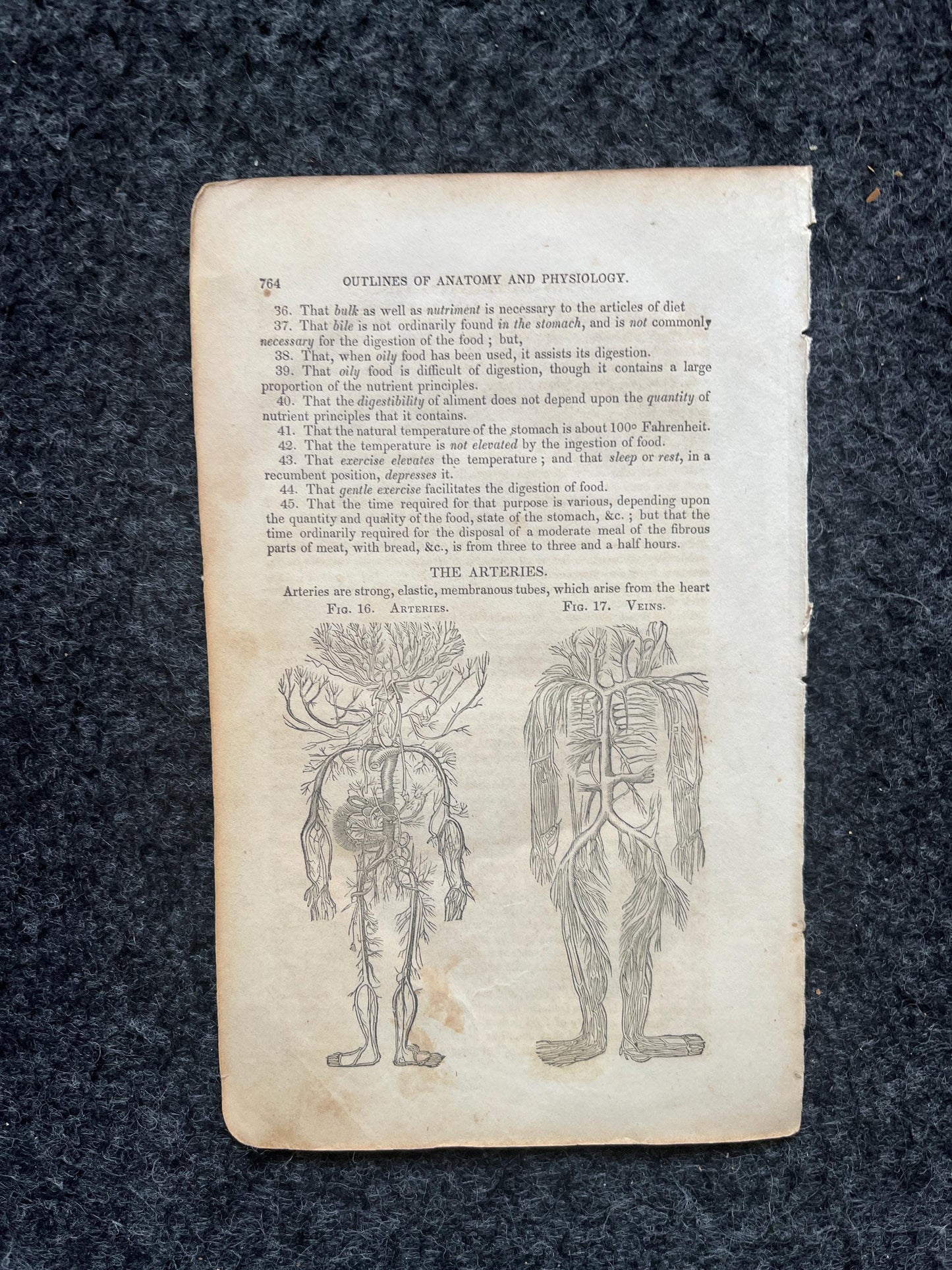 Original 1848 Anatomy Pages of the Human Body, Anatomy Physiology Gifts, Teachers Aid Biology, Morbid Gifts, Witch Decor Gifts, Human Body