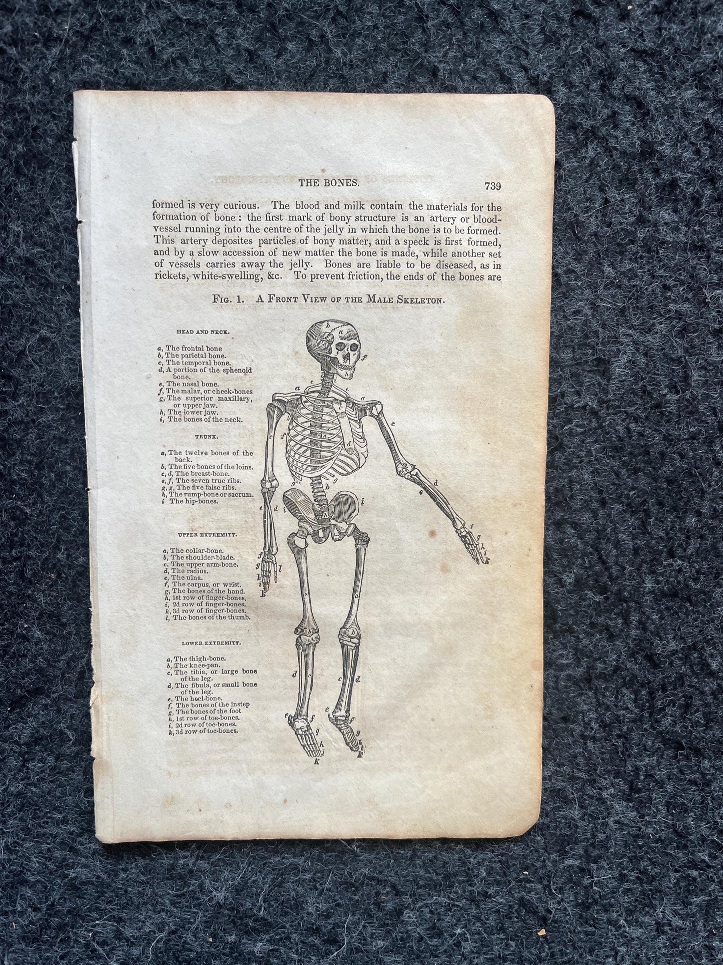 Original 1848 Anatomy Pages of the Human Body, Anatomy Physiology Gifts, Teachers Aid Biology, Morbid Gifts, Witch Decor Gifts, Human Body