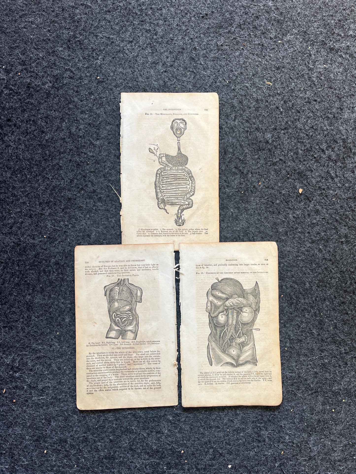 Original 1848 Anatomy Pages of the Human Body, Anatomy Physiology Gifts, Teachers Aid Biology, Morbid Gifts, Witch Decor Gifts, Human Body
