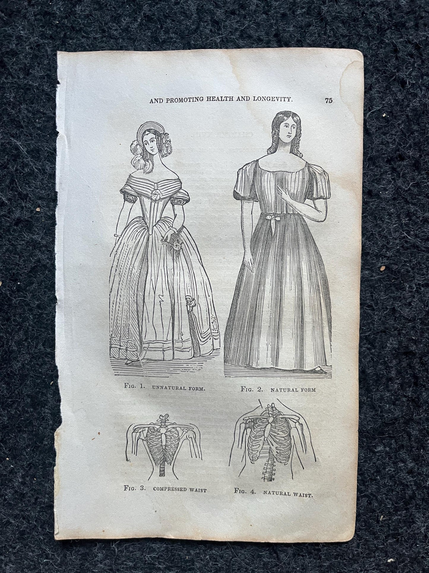 Original 1848 Womens Corset Anatomy Pages of the Human Body, Anatomy Physiology Gifts, Teachers Aid Biology, Morbid Gifts, Witch Decor Gifts