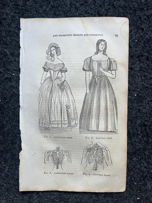 Original 1848 Womens Corset Anatomy Pages of the Human Body, Anatomy Physiology Gifts, Teachers Aid Biology, Morbid Gifts, Witch Decor Gifts
