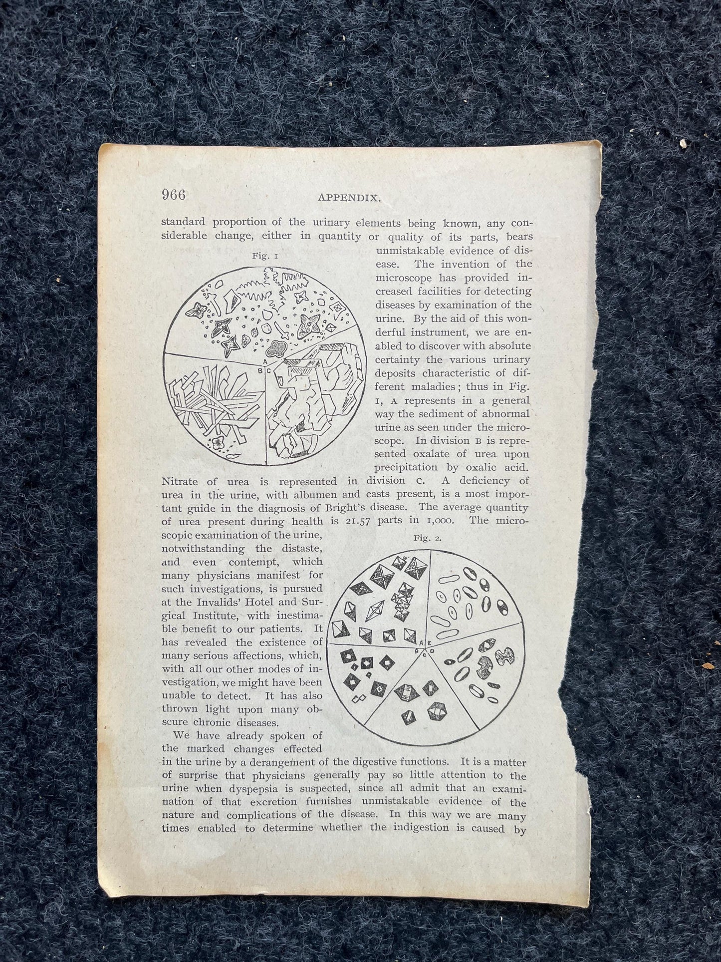 Original 1848 Anatomy Pages of the Human Body, Anatomy Physiology Gifts, Teachers Aid Biology, Morbid Gifts, Witch Decor Gifts, Human Body