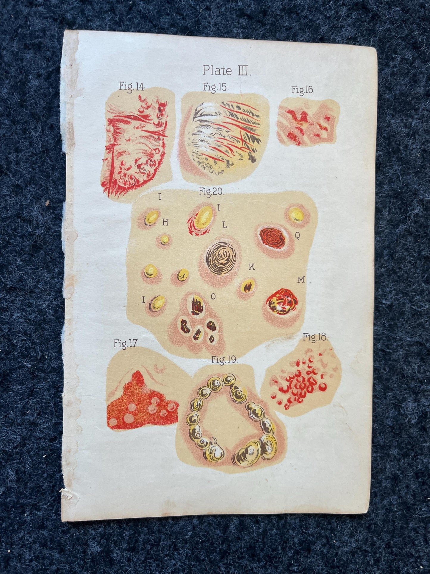 Original 1848 Anatomy Pages of Medical Art, Anatomy Physiology Gifts, Teachers Aid Biology, Morbid Gifts, Witch Decor Gifts, Human Body