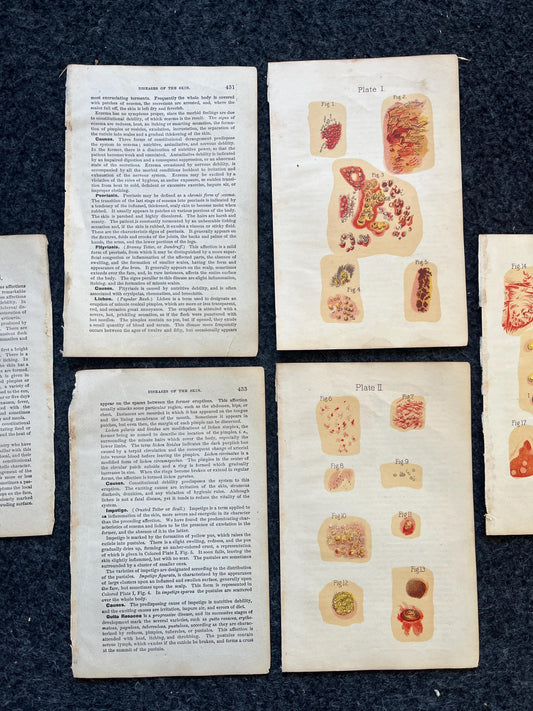 Original 1848 Anatomy Pages of Medical Art, Anatomy Physiology Gifts, Teachers Aid Biology, Morbid Gifts, Witch Decor Gifts, Human Body