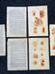 Original 1848 Anatomy Pages of Medical Art, Anatomy Physiology Gifts, Teachers Aid Biology, Morbid Gifts, Witch Decor Gifts, Human Body