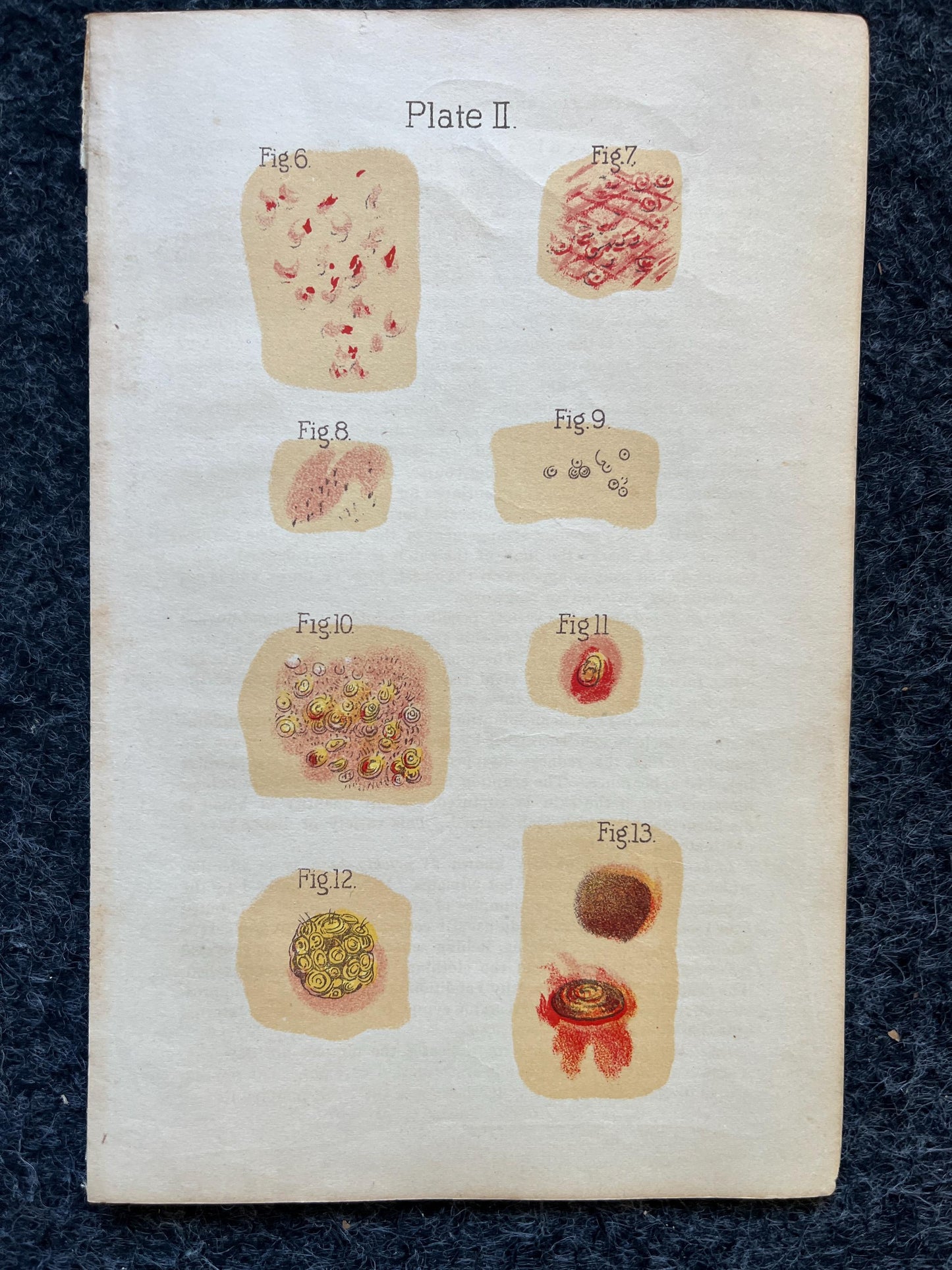 Original 1848 Anatomy Pages of Medical Art, Anatomy Physiology Gifts, Teachers Aid Biology, Morbid Gifts, Witch Decor Gifts, Human Body