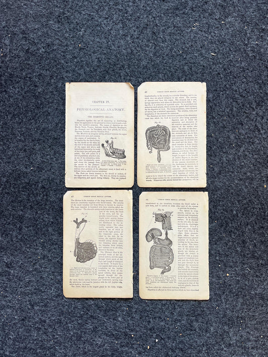 Original 1848 Anatomy Pages of Medical Art, Anatomy Physiology Gifts, Teachers Aid Biology, Morbid Gifts, Witch Decor Gifts, Human Body