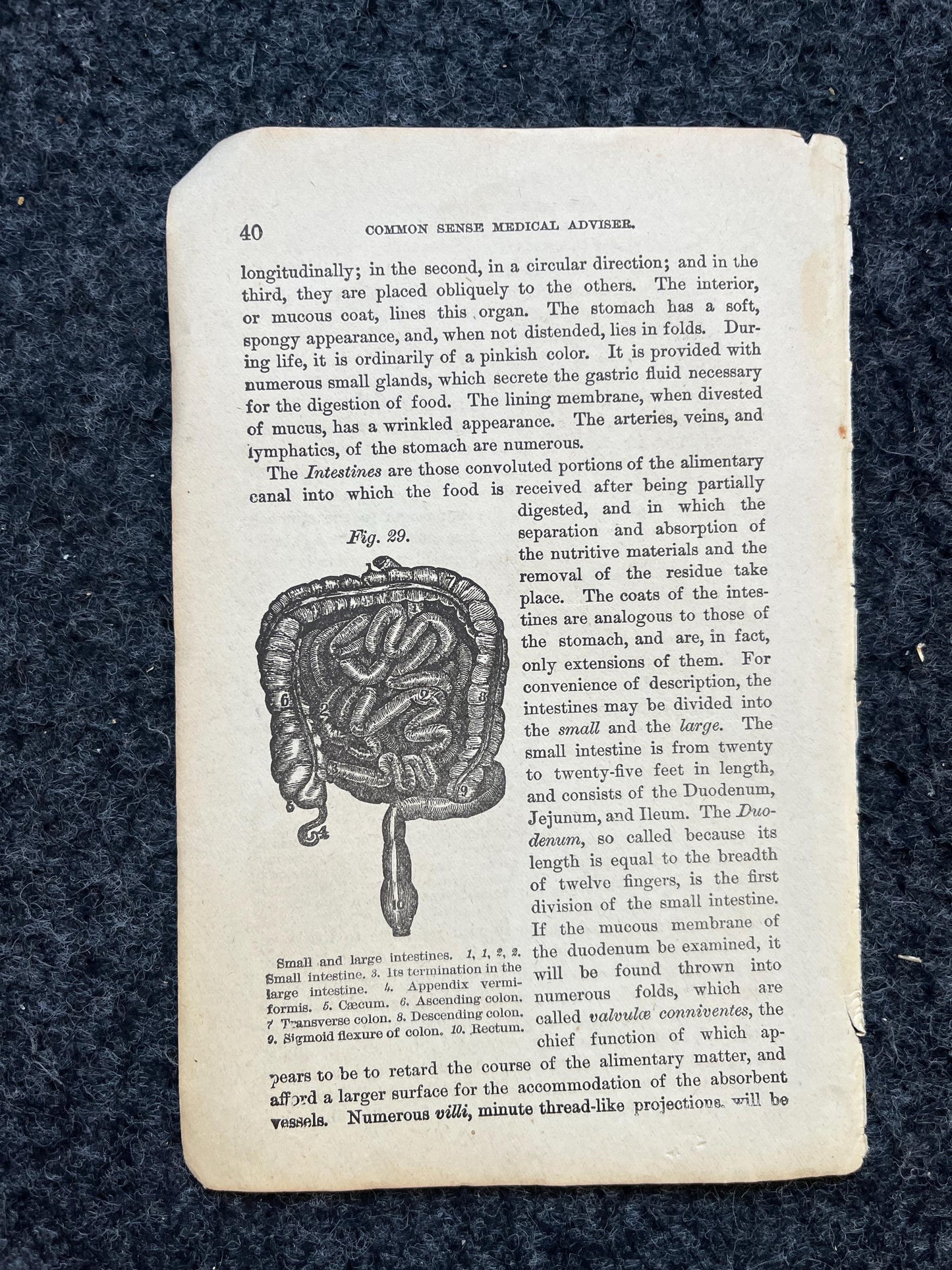 Original 1848 Anatomy Pages of Medical Art, Anatomy Physiology Gifts, Teachers Aid Biology, Morbid Gifts, Witch Decor Gifts, Human Body
