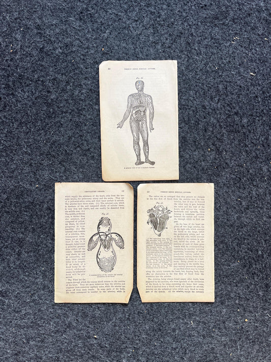 Original 1848 Anatomy Pages of Medical Art, Anatomy Physiology Gifts, Teachers Aid Biology, Morbid Gifts, Witch Decor Gifts, Human Body