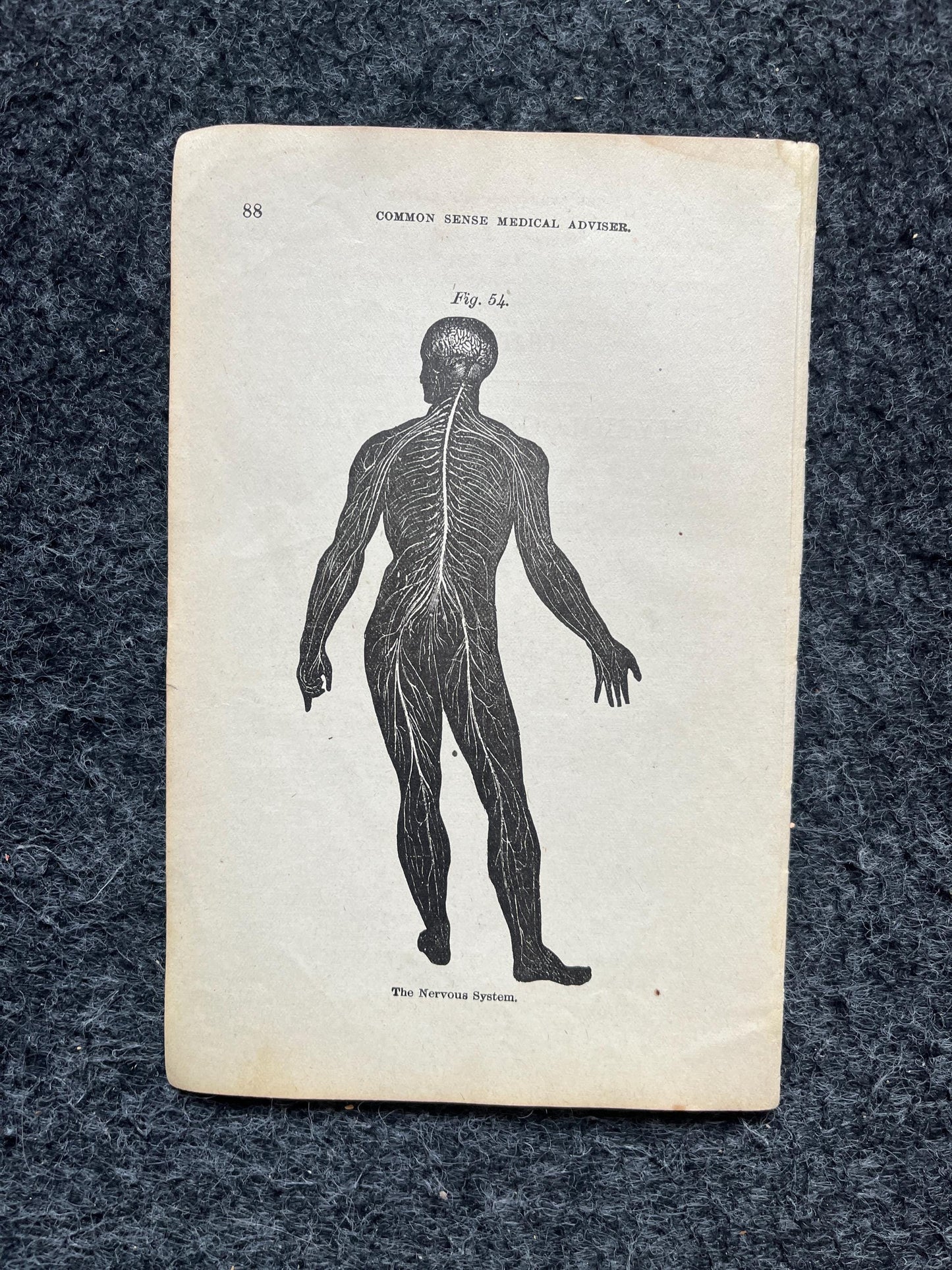 Original 1848 Anatomy Pages of Medical Art, Anatomy Physiology Gifts, Teachers Aid Biology, Morbid Gifts, Witch Decor Gifts, Human Body