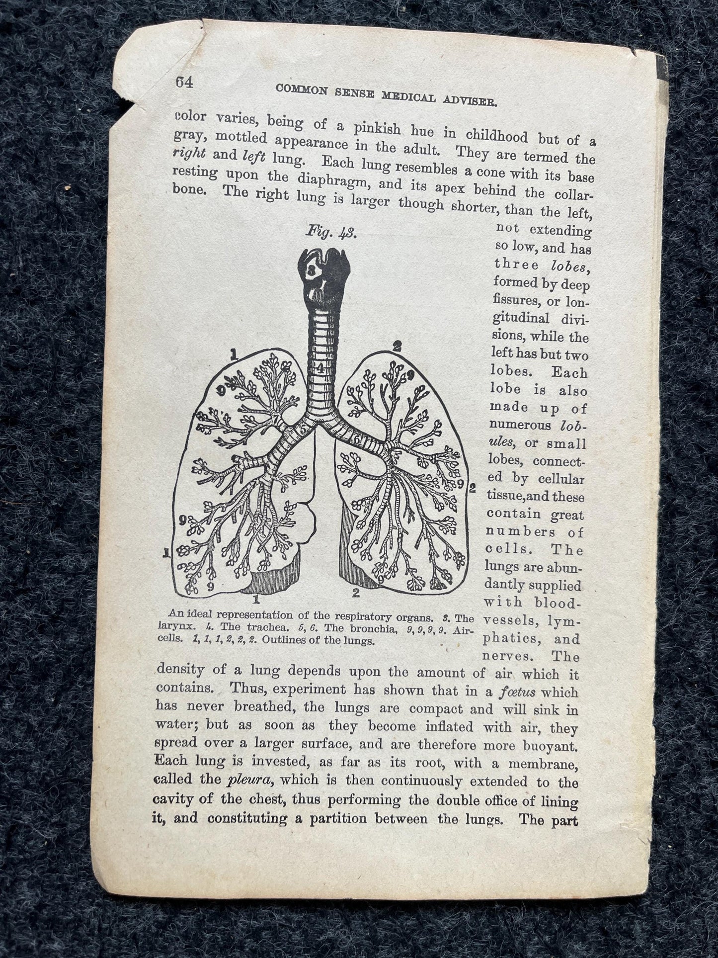 Original 1848 Anatomy Pages of Medical Art, Anatomy Physiology Gifts, Teachers Aid Biology, Morbid Gifts, Witch Decor Gifts, Human Body