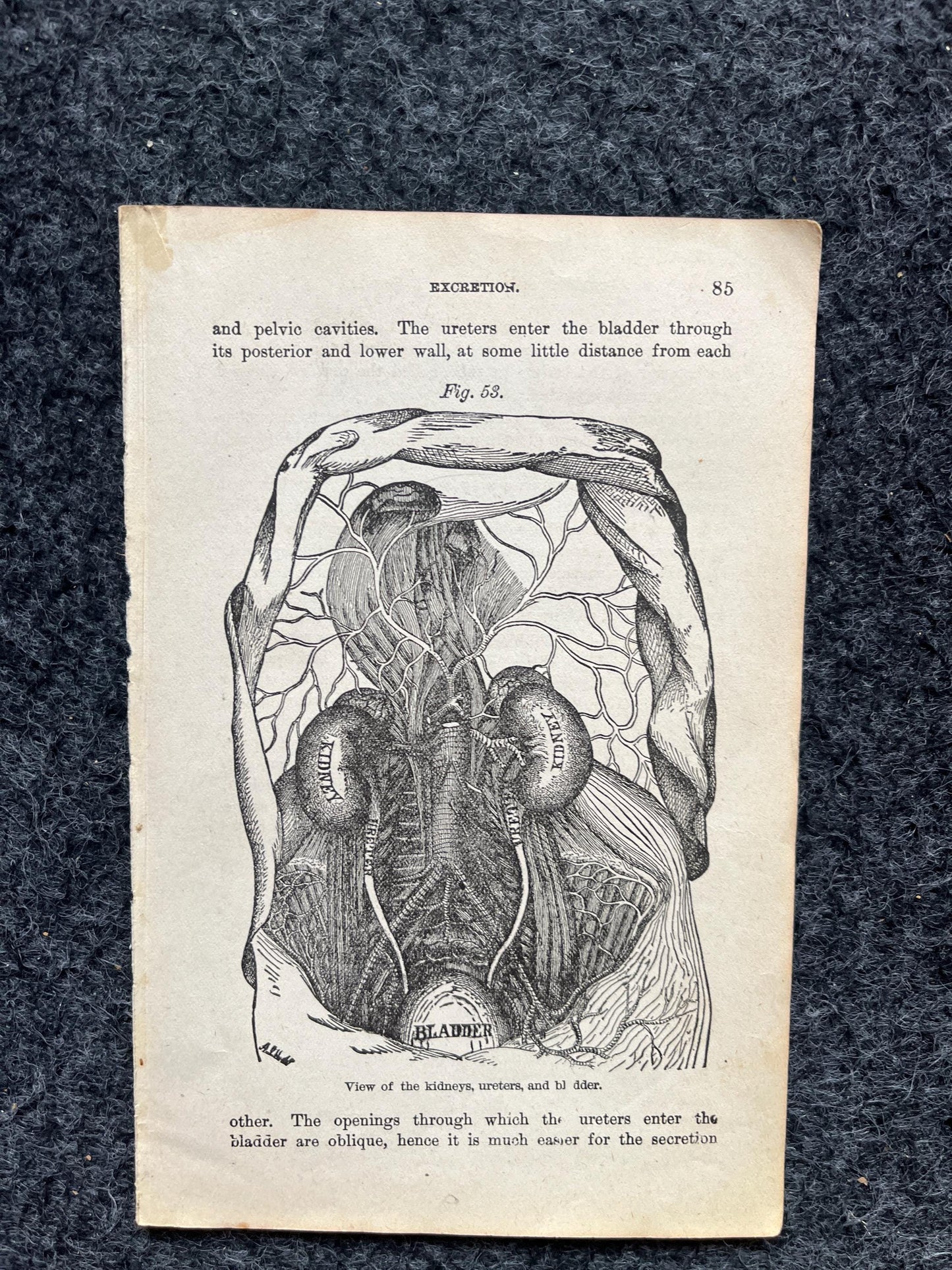 Original 1848 Anatomy Pages of Medical Art, Anatomy Physiology Gifts, Teachers Aid Biology, Morbid Gifts, Witch Decor Gifts, Human Body