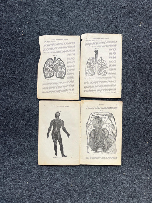 Original 1848 Anatomy Pages of Medical Art, Anatomy Physiology Gifts, Teachers Aid Biology, Morbid Gifts, Witch Decor Gifts, Human Body