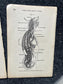 Original 1848 Anatomy Pages of Medical Art, Anatomy Physiology Gifts, Teachers Aid Biology, Morbid Gifts, Witch Decor Gifts, Human Body