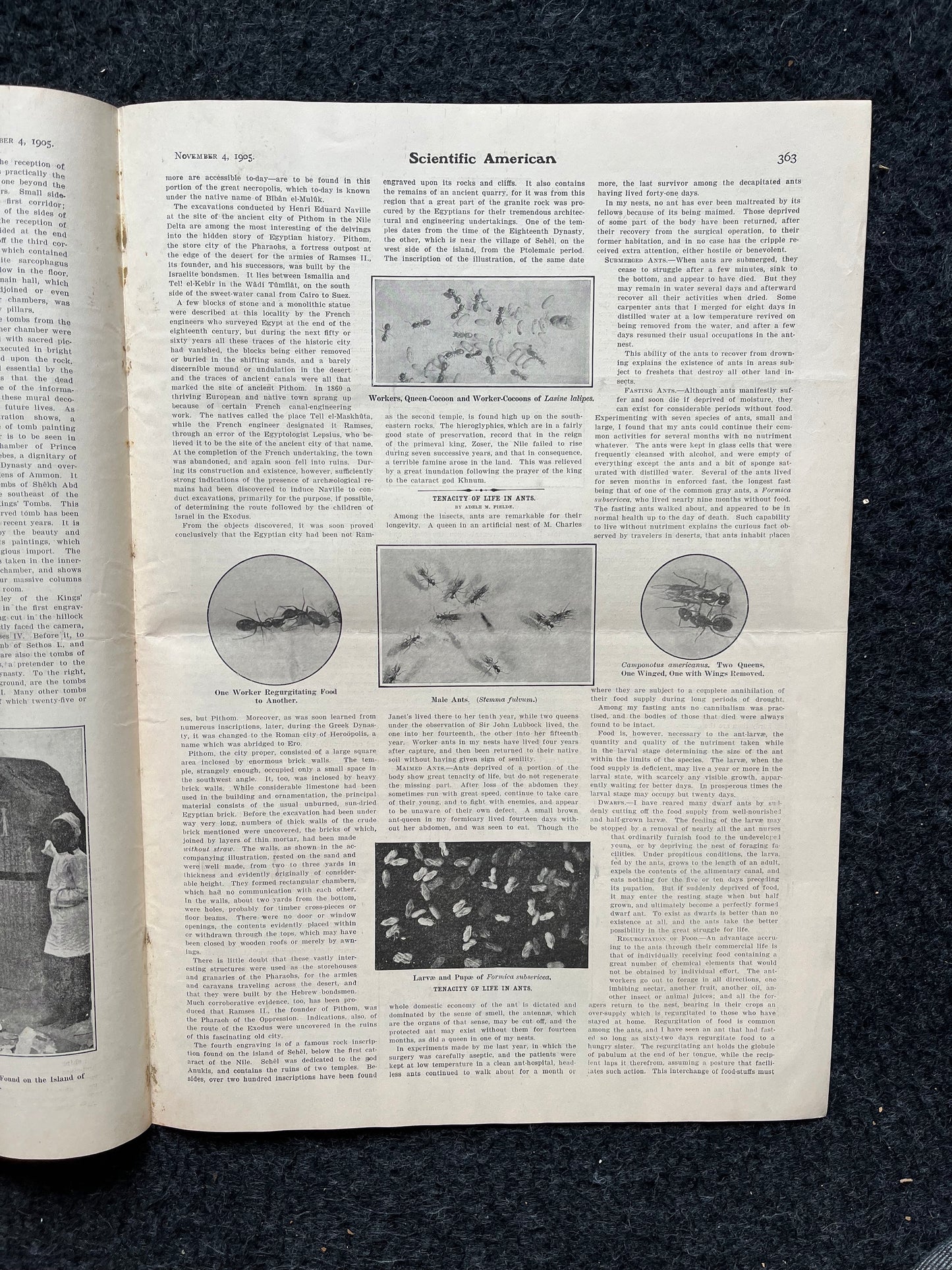 1905 Valley of the Kings Discovery, Egyptian History, Egyptian Wall Decor, Scientific America Newspaper, Science Education Wall Decor Gifts,