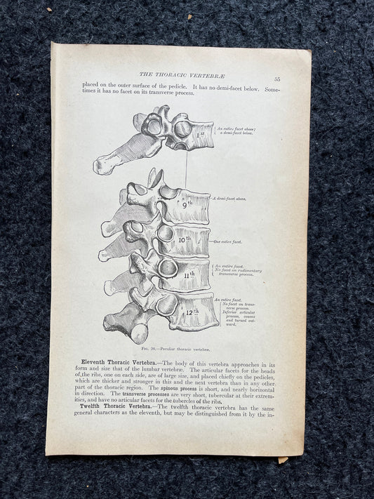 Original 1913 Anatomy Pages of Human Body, Anatomy Physiology Textbook Gifts, Teachers Aid Biology, Heart Brain Lung Art Wall Decoration