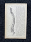 Original 1913 Anatomy Pages of Human Body, Anatomy Physiology Textbook Gifts, Teachers Aid Biology, Heart Brain Lung Art Wall Decoration