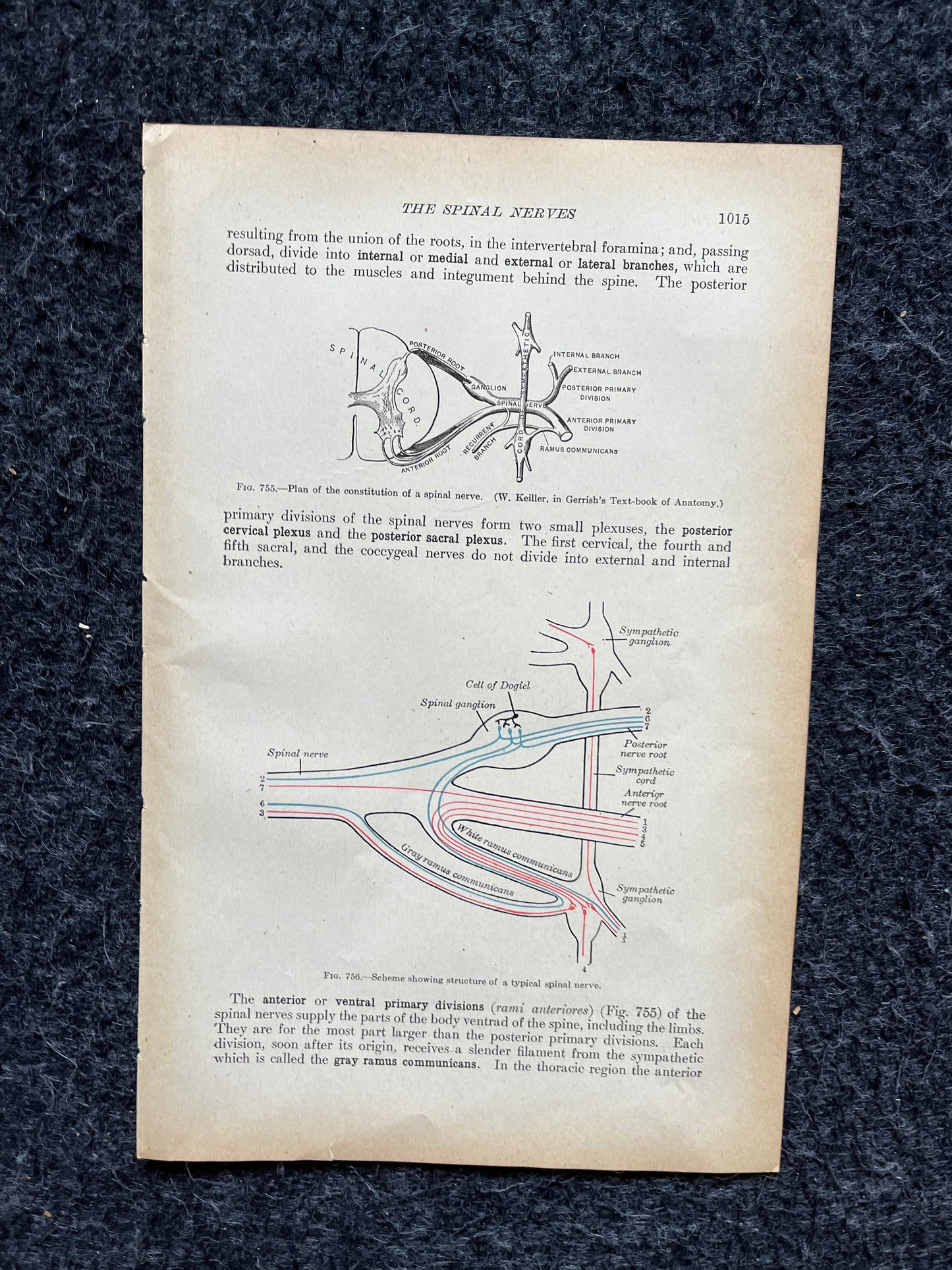 Original 1913 Anatomy Pages of Human Body, Anatomy Physiology Textbook Gifts, Teachers Aid Biology, Heart Brain Lung Art Wall Decoration