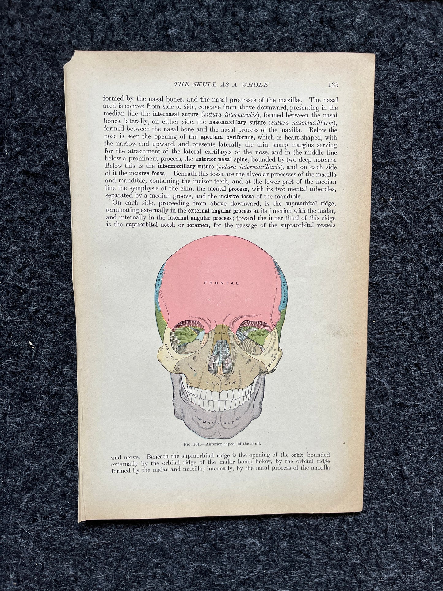 Original 1913 Anatomy Pages of Human Body, Anatomy Physiology Textbook Gifts, Teachers Aid Biology, Heart Brain Lung Art Wall Decoration