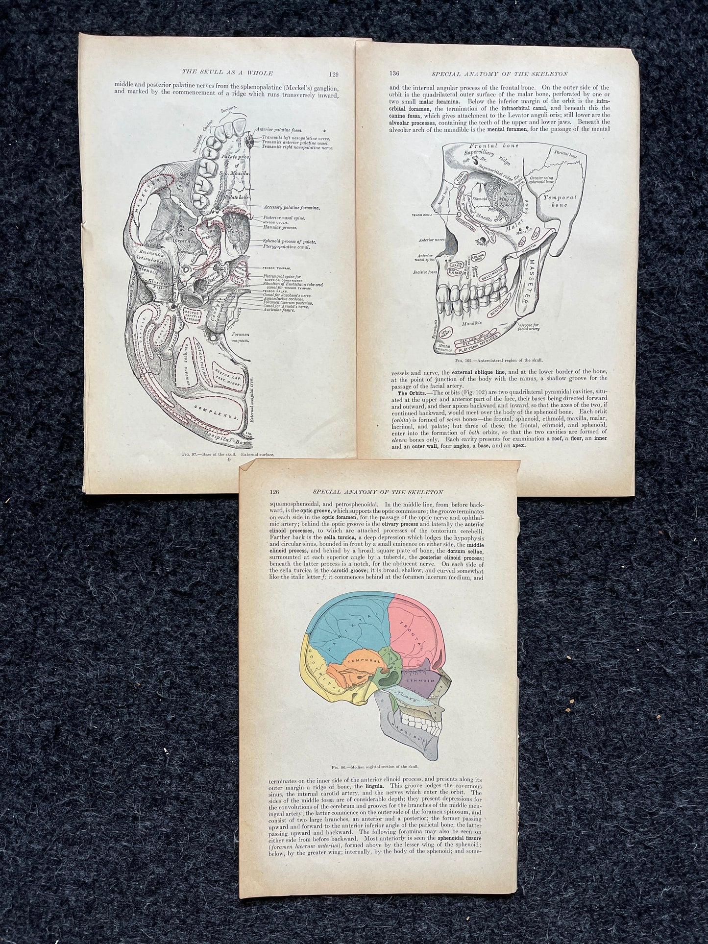 Original 1913 Anatomy Pages of Human Body, Anatomy Physiology Textbook Gifts, Teachers Aid Biology, Heart Brain Lung Art Wall Decoration