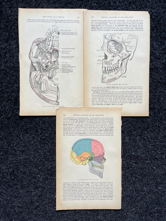 Original 1913 Anatomy Pages of Human Body, Anatomy Physiology Textbook Gifts, Teachers Aid Biology, Heart Brain Lung Art Wall Decoration