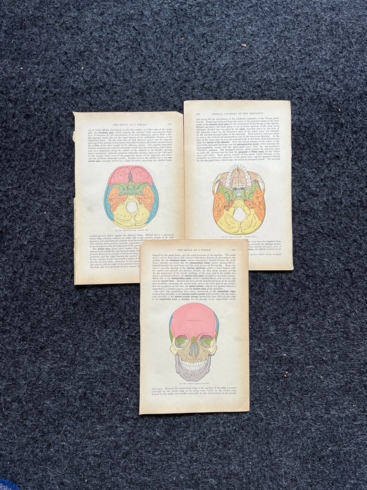 Original 1913 Anatomy Pages of Human Body, Anatomy Physiology Textbook Gifts, Teachers Aid Biology, Heart Brain Lung Art Wall Decoration