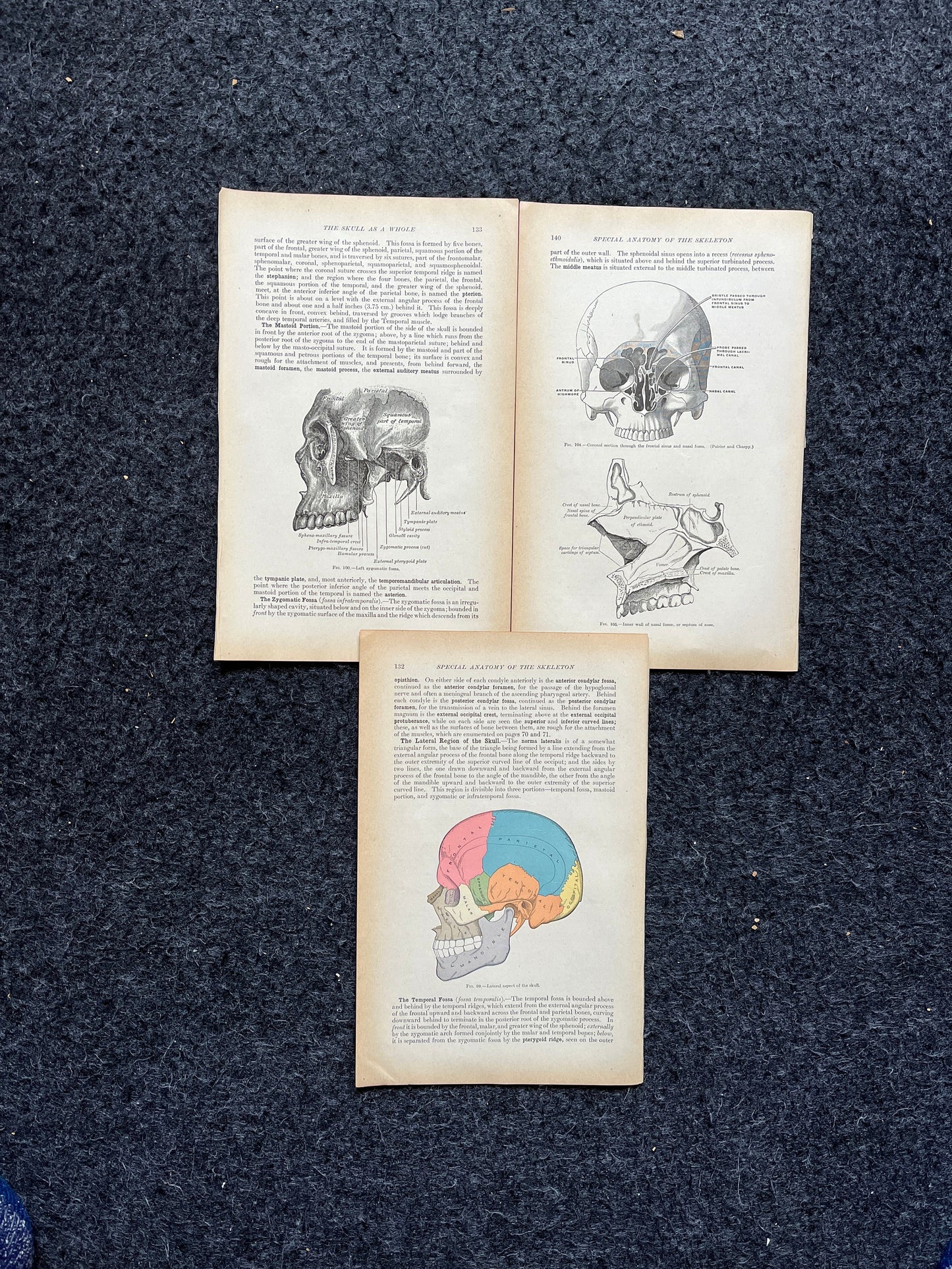Original 1913 Anatomy Pages of Human Body, Anatomy Physiology Textbook Gifts, Teachers Aid Biology, Heart Brain Lung Art Wall Decoration