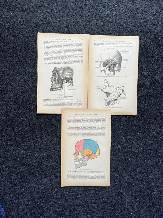 Original 1913 Anatomy Pages of Human Body, Anatomy Physiology Textbook Gifts, Teachers Aid Biology, Heart Brain Lung Art Wall Decoration