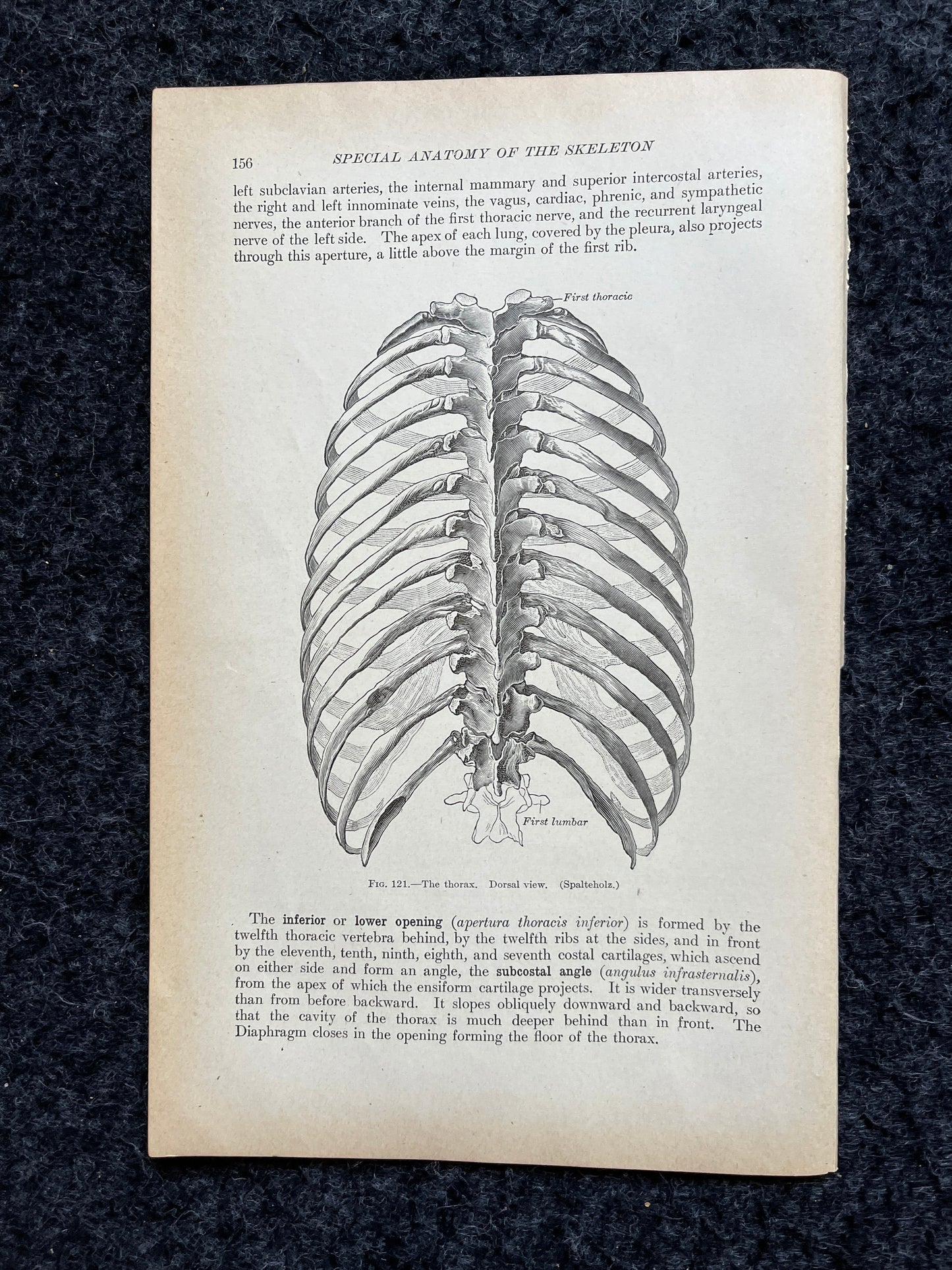 Original 1913 Anatomy Pages of Human Body, Anatomy Physiology Textbook Gifts, Teachers Aid Biology, Heart Brain Lung Art Wall Decoration