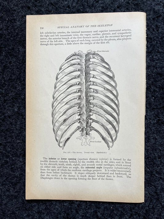 Original 1913 Anatomy Pages of Human Body, Anatomy Physiology Textbook Gifts, Teachers Aid Biology, Heart Brain Lung Art Wall Decoration