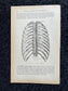 Original 1913 Anatomy Pages of Human Body, Anatomy Physiology Textbook Gifts, Teachers Aid Biology, Heart Brain Lung Art Wall Decoration
