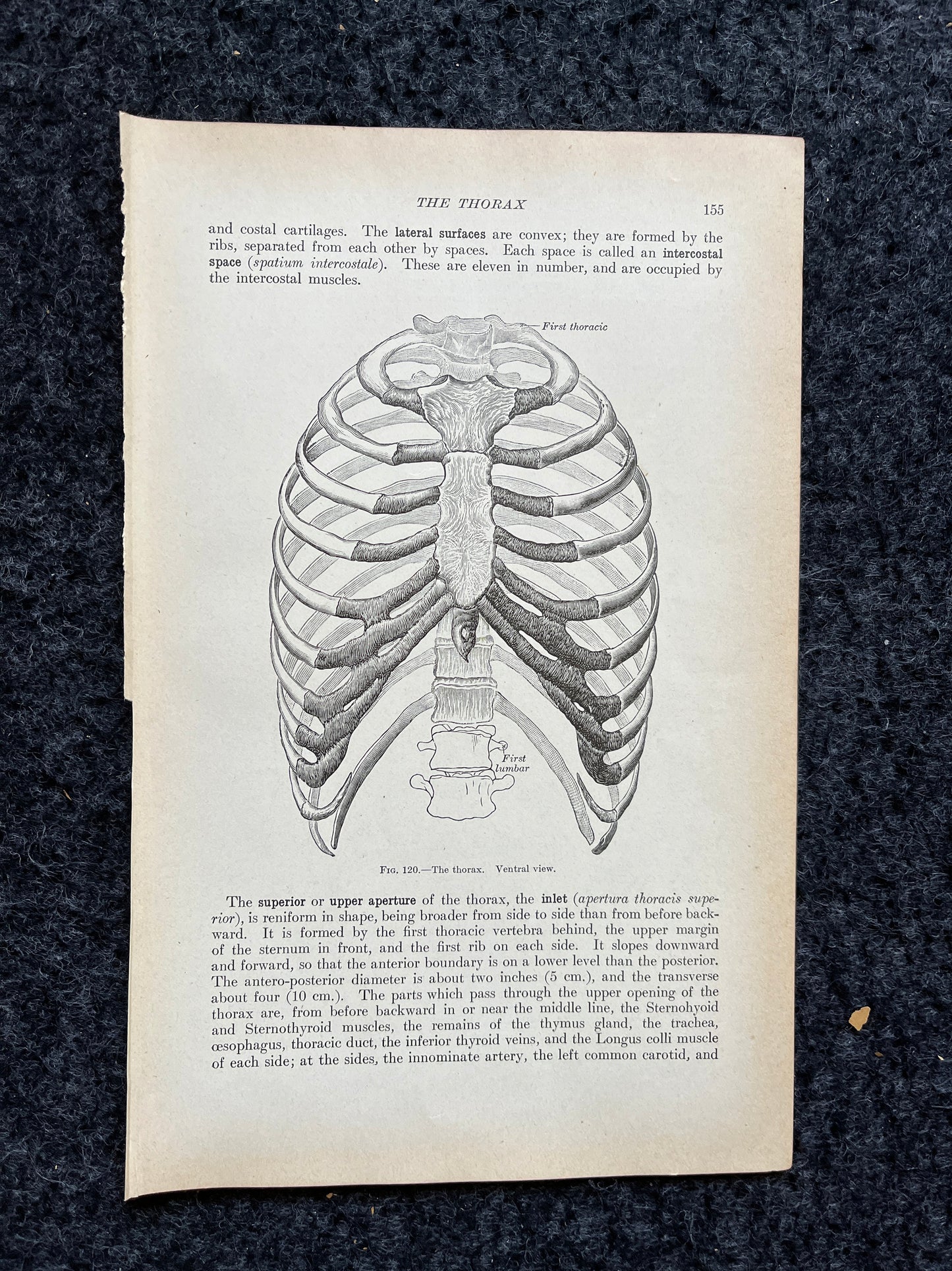 Original 1913 Anatomy Pages of Human Body, Anatomy Physiology Textbook Gifts, Teachers Aid Biology, Heart Brain Lung Art Wall Decoration