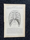 Original 1913 Anatomy Pages of Human Body, Anatomy Physiology Textbook Gifts, Teachers Aid Biology, Heart Brain Lung Art Wall Decoration