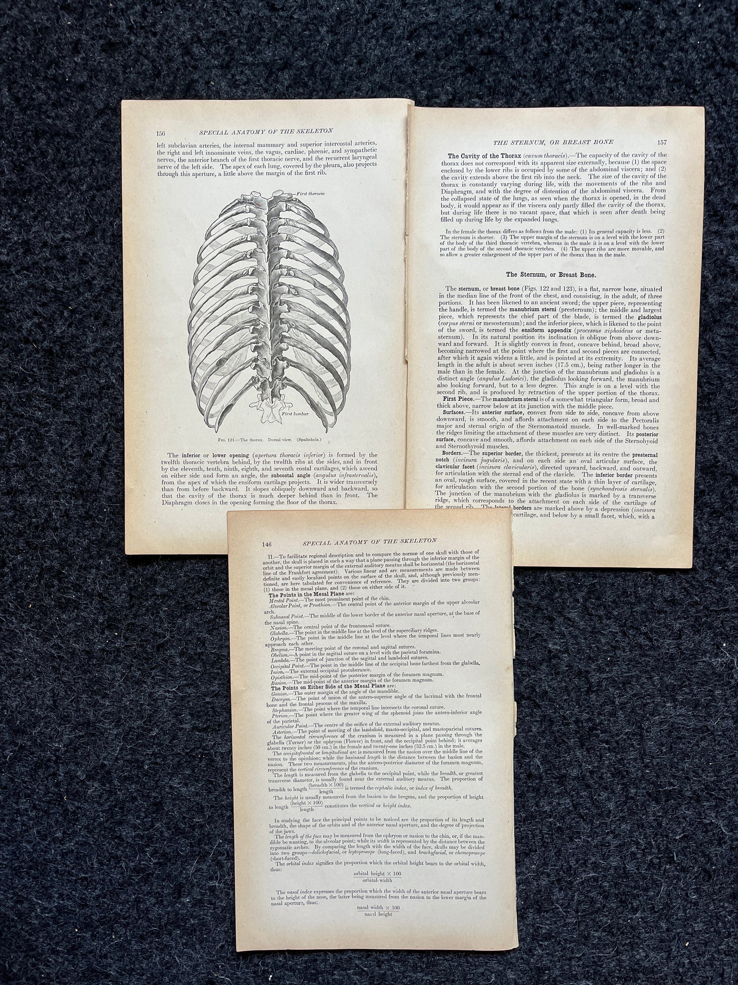 Original 1913 Anatomy Pages of Human Body, Anatomy Physiology Textbook Gifts, Teachers Aid Biology, Heart Brain Lung Art Wall Decoration