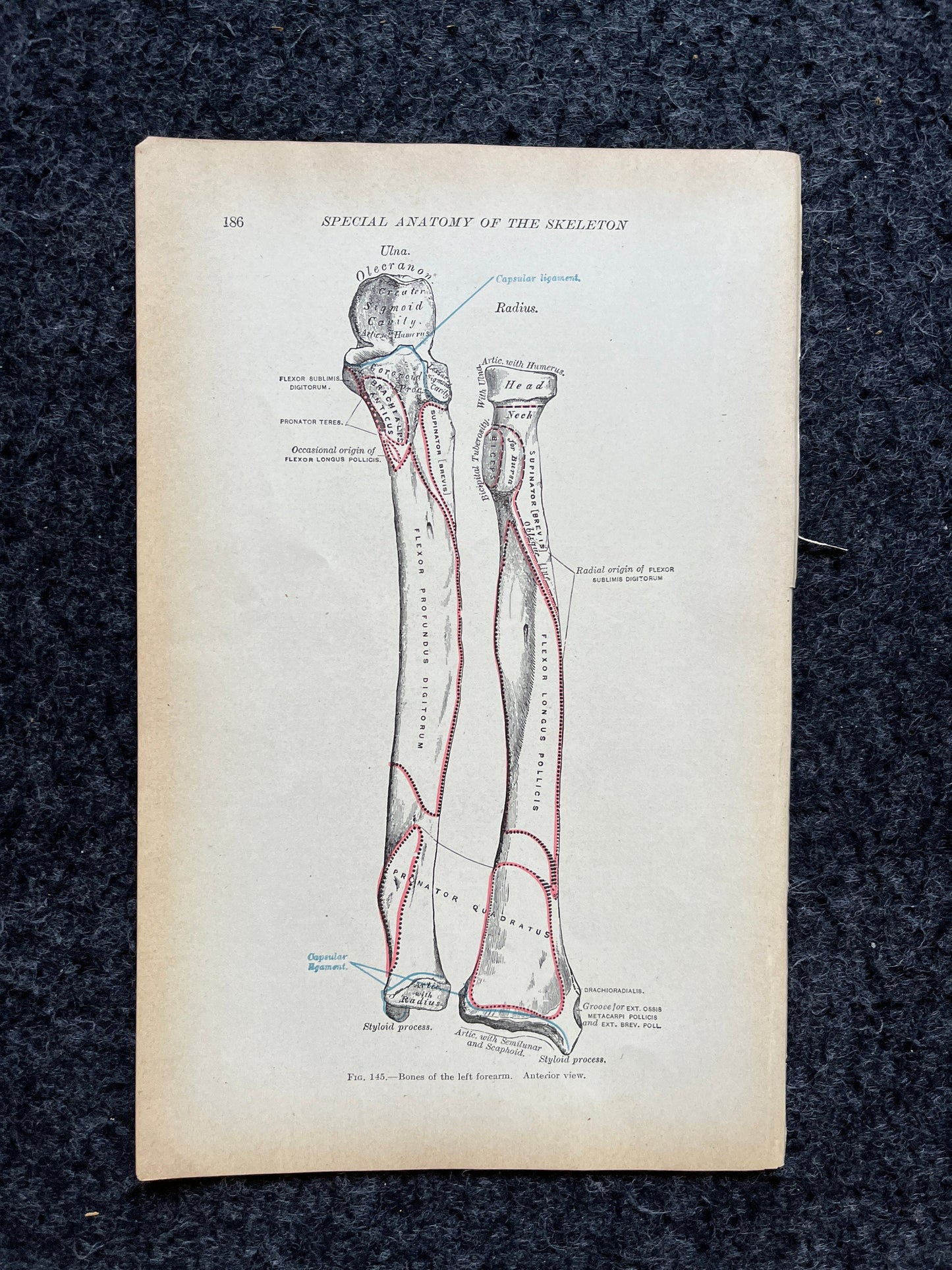 Original 1913 Anatomy Pages of Human Body, Anatomy Physiology Textbook Gifts, Teachers Aid Biology, Heart Brain Lung Art Wall Decoration