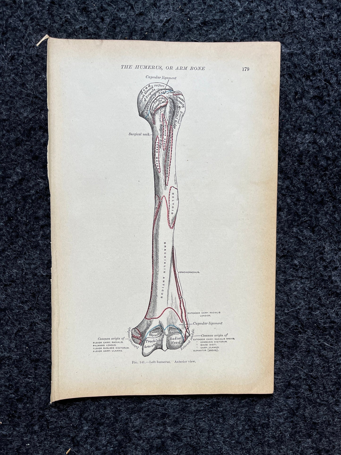 Original 1913 Anatomy Pages of Human Body, Anatomy Physiology Textbook Gifts, Teachers Aid Biology, Heart Brain Lung Art Wall Decoration