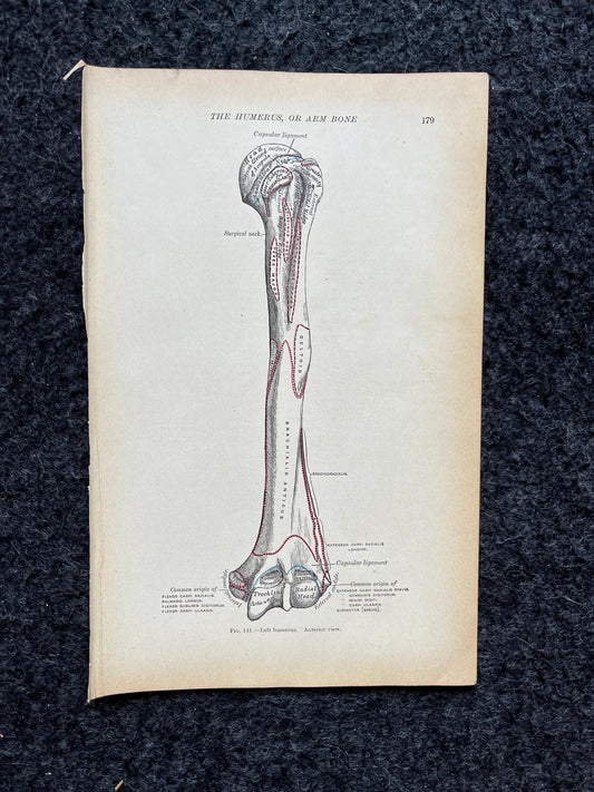 Original 1913 Anatomy Pages of Human Body, Anatomy Physiology Textbook Gifts, Teachers Aid Biology, Heart Brain Lung Art Wall Decoration