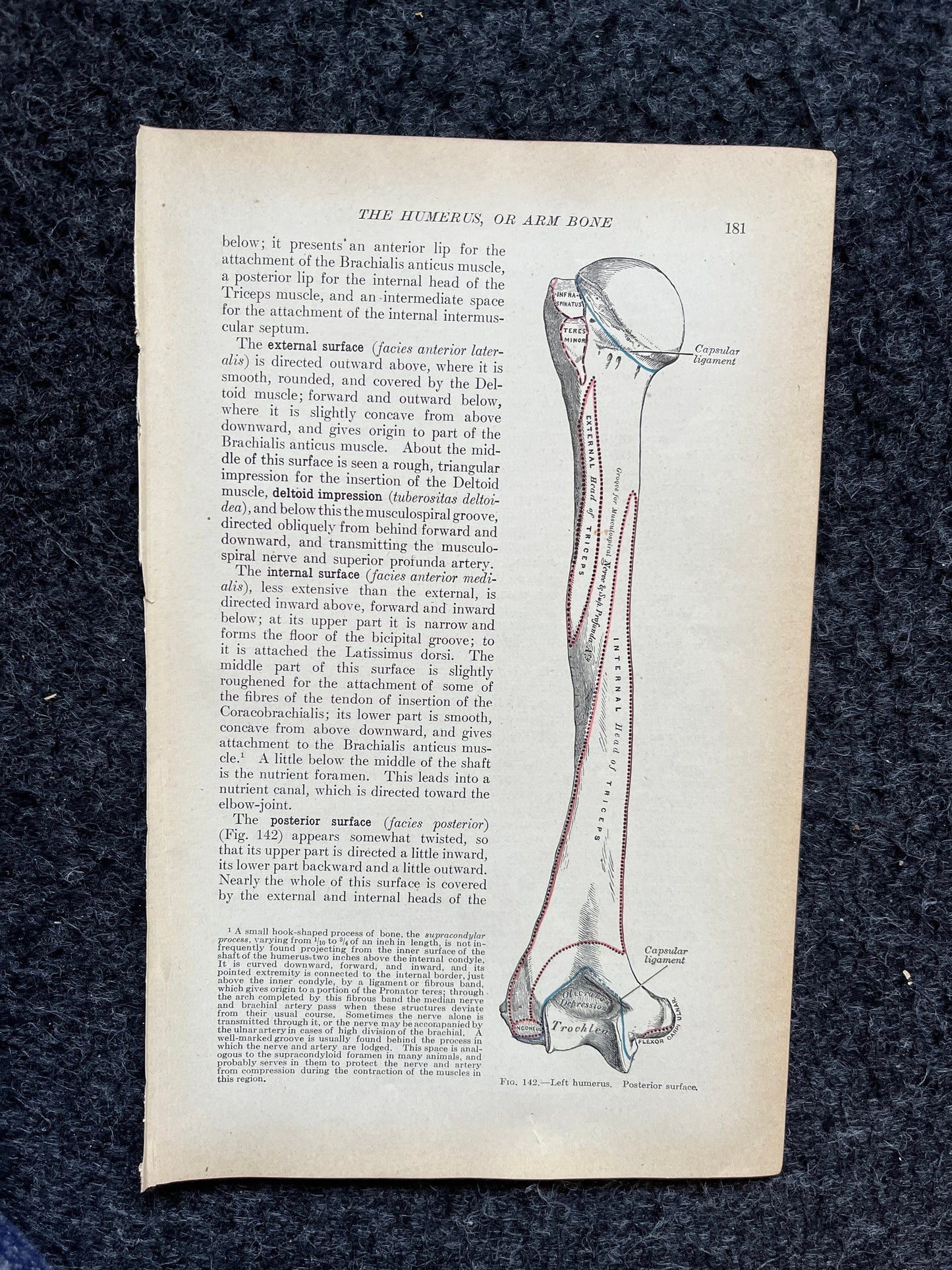 Original 1913 Anatomy Pages of Human Body, Anatomy Physiology Textbook Gifts, Teachers Aid Biology, Heart Brain Lung Art Wall Decoration