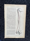 Original 1913 Anatomy Pages of Human Body, Anatomy Physiology Textbook Gifts, Teachers Aid Biology, Heart Brain Lung Art Wall Decoration