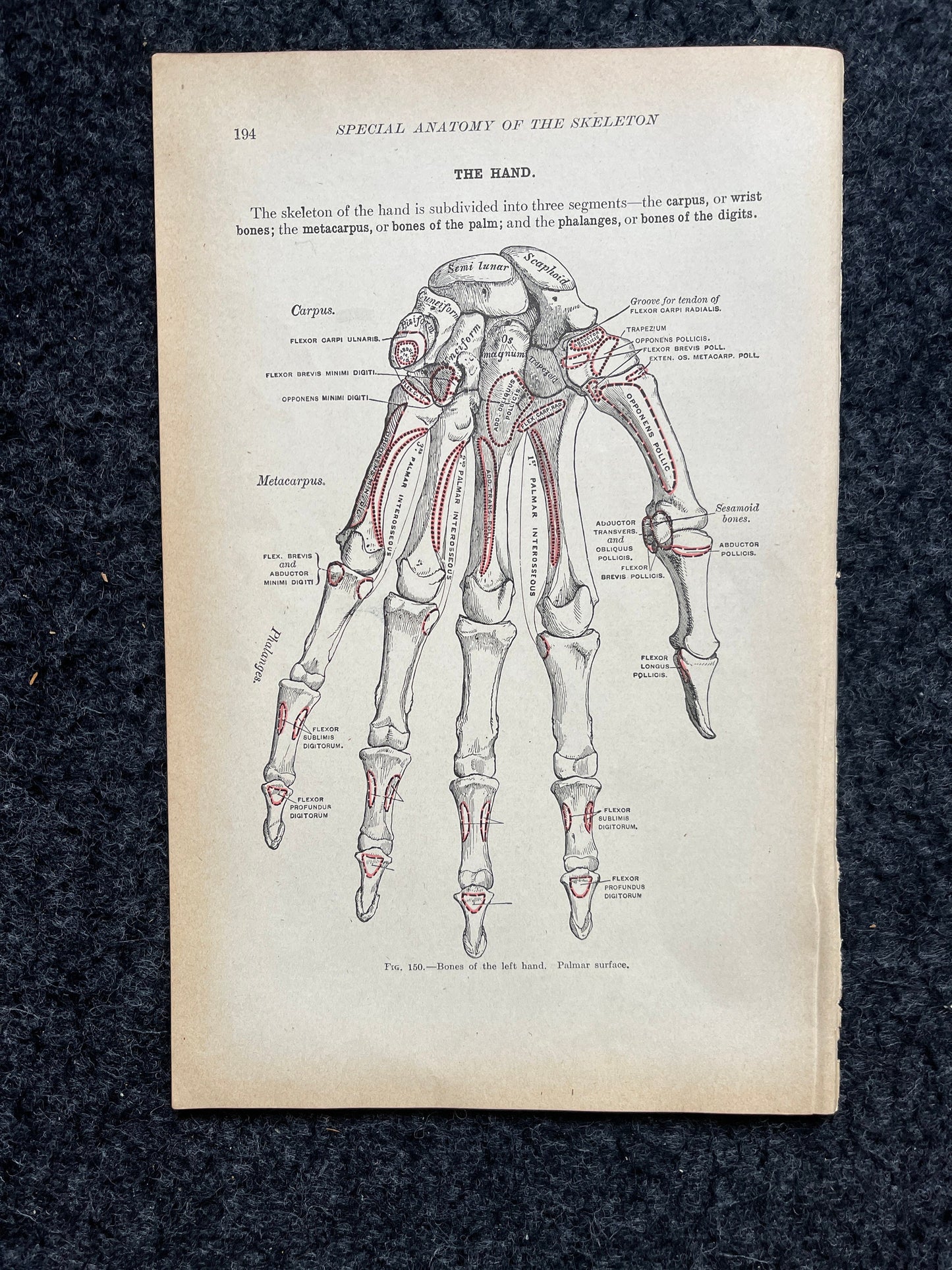 Original 1913 Anatomy Pages of Human Body, Anatomy Physiology Textbook Gifts, Teachers Aid Biology, Heart Brain Lung Art Wall Decoration
