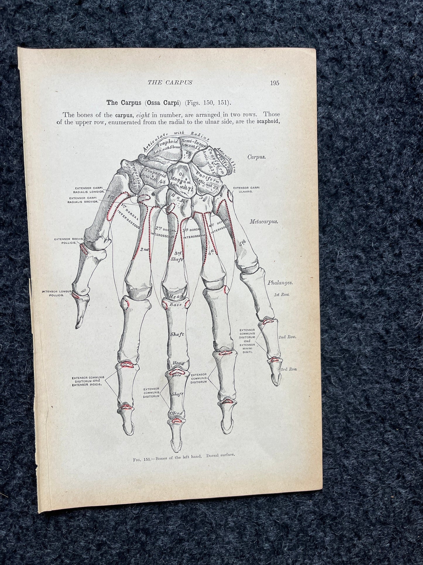 Original 1913 Anatomy Pages of Human Body, Anatomy Physiology Textbook Gifts, Teachers Aid Biology, Heart Brain Lung Art Wall Decoration